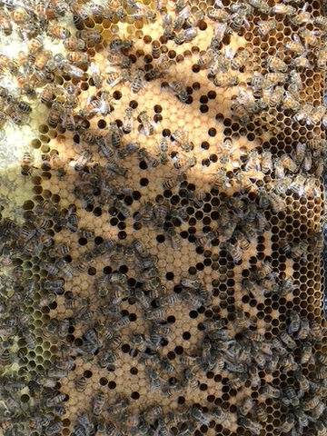 Honeybees tending a healthy brood frame