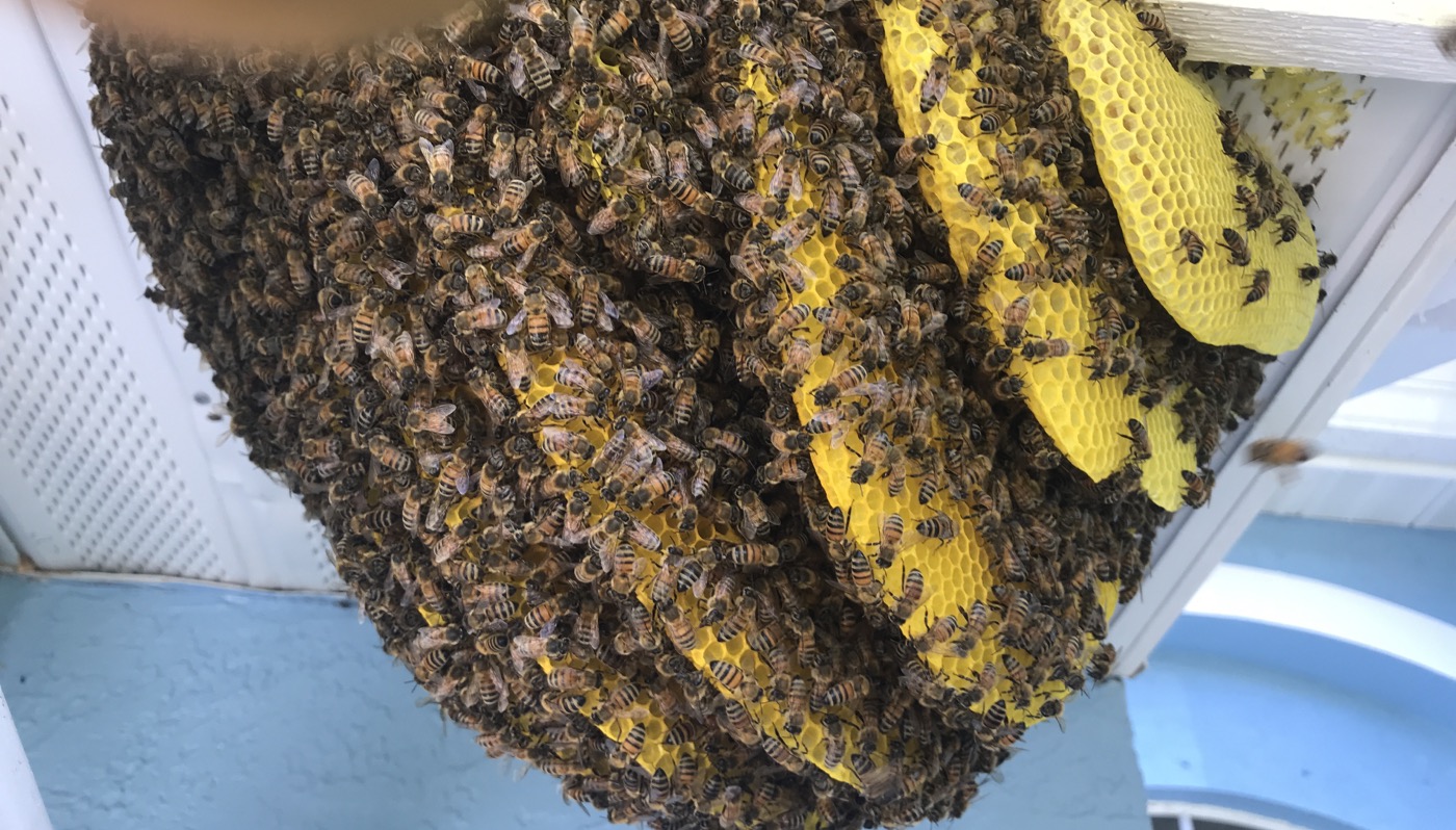 Honeybees building exposed comb on a structure