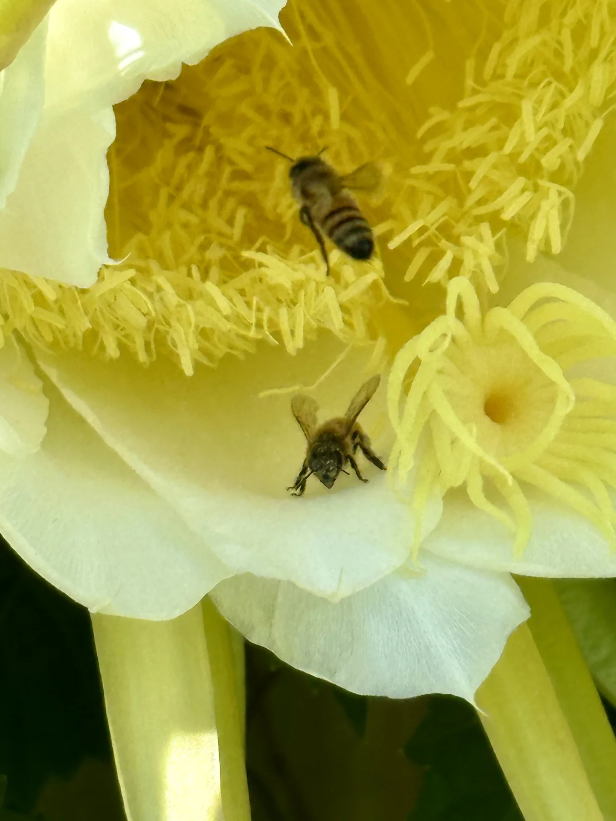 Honeybee gathering nectar from a yellow flower