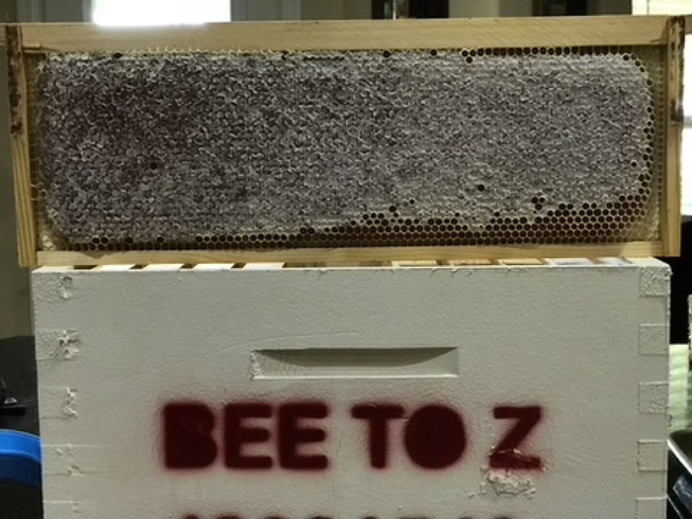 Bee To Z nuc box with a honeybee frame